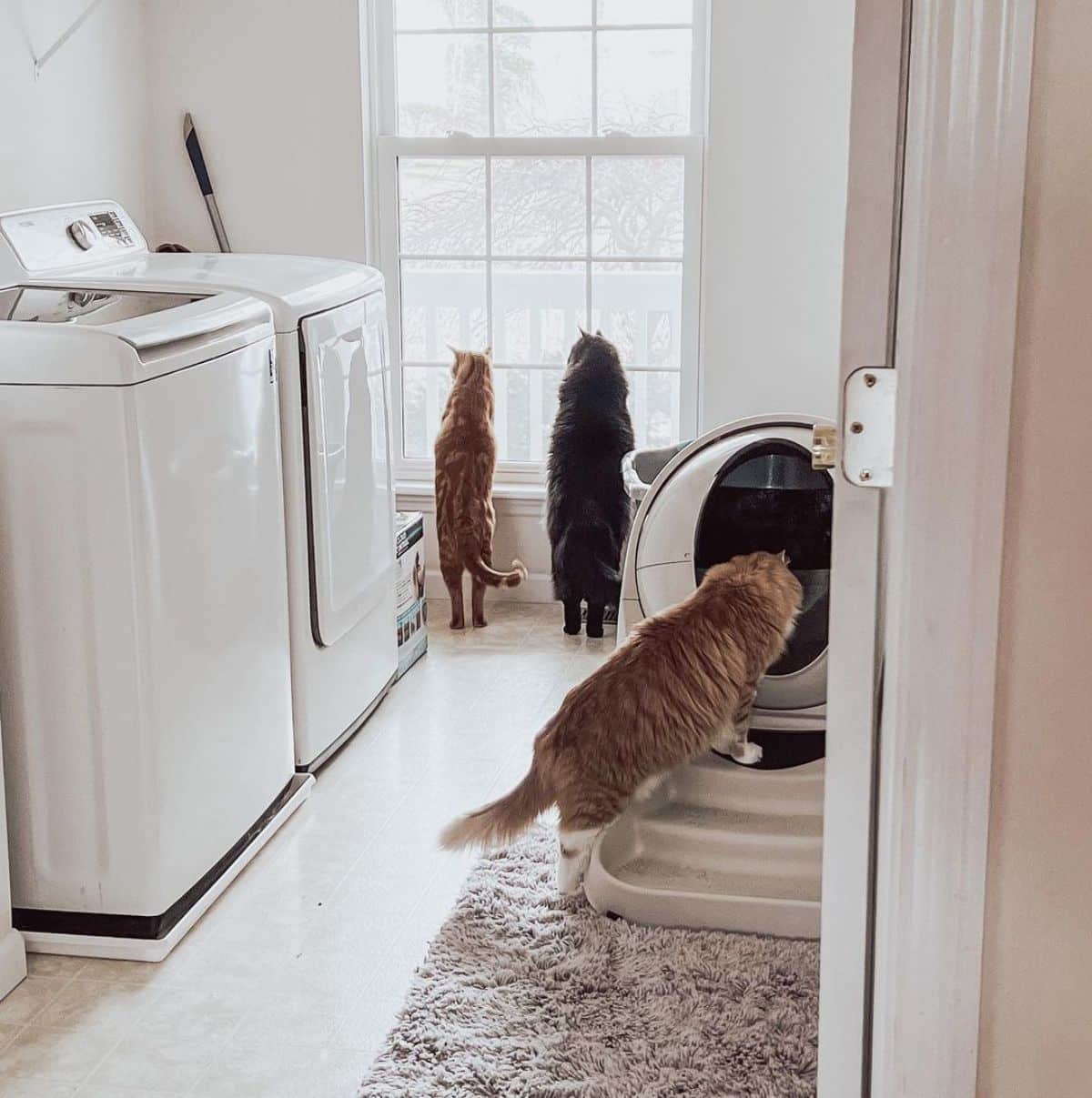 A brown maine coon walking in a litter robot.