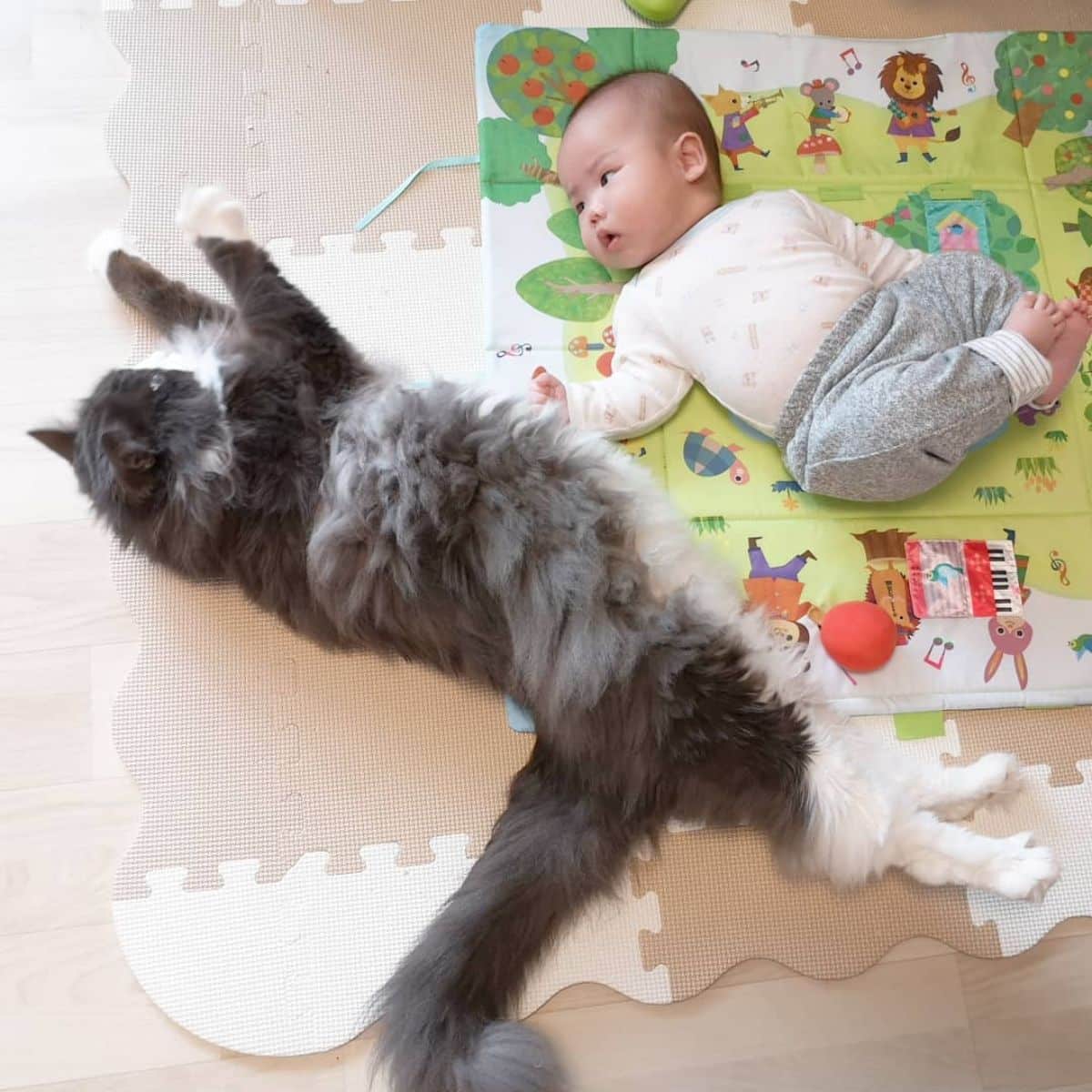 A baby looking at a big gray maine coon stretching its paws.