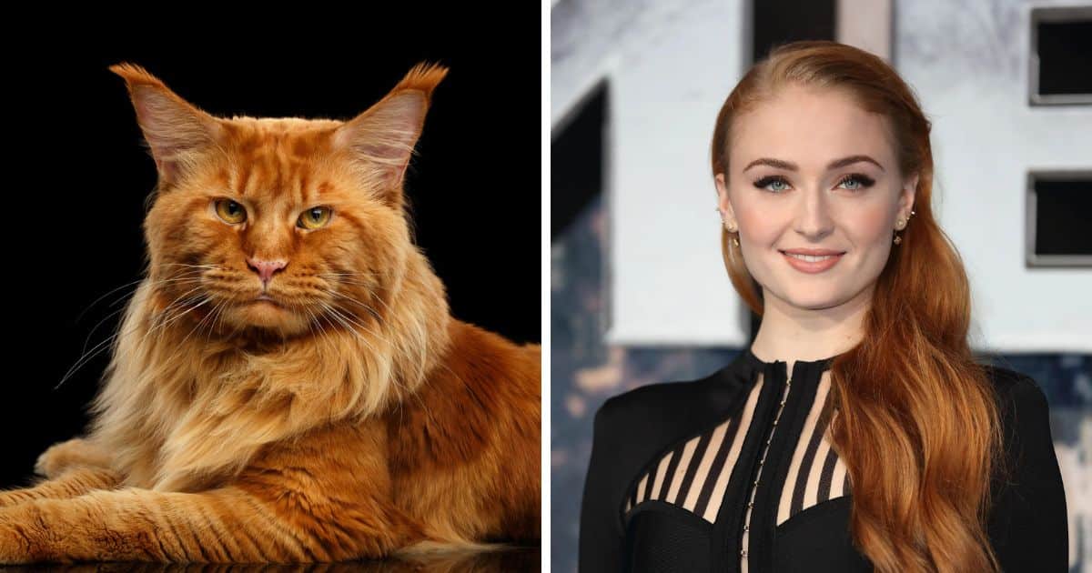 celebrity cat look alikes