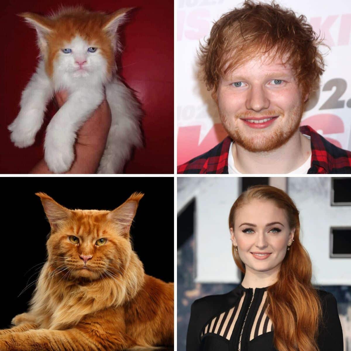 celebrity cat look alikes