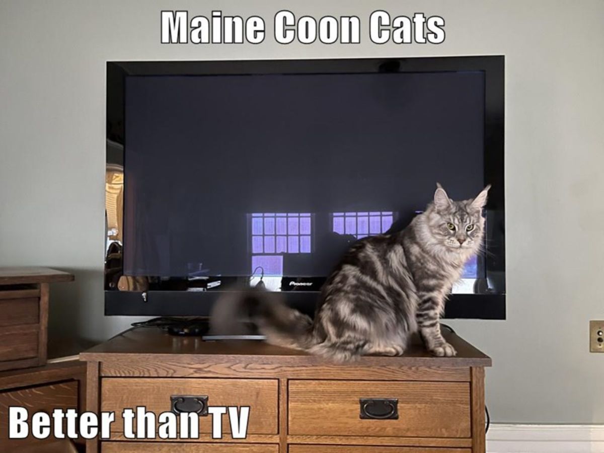 A maine coon meme.