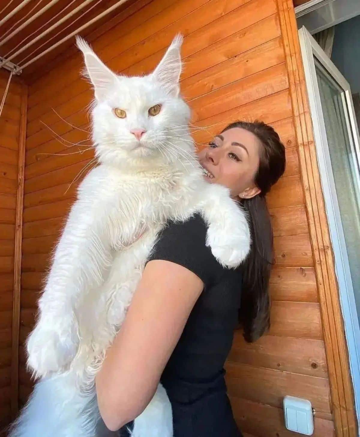 A young woman holding a huge white maine coon.