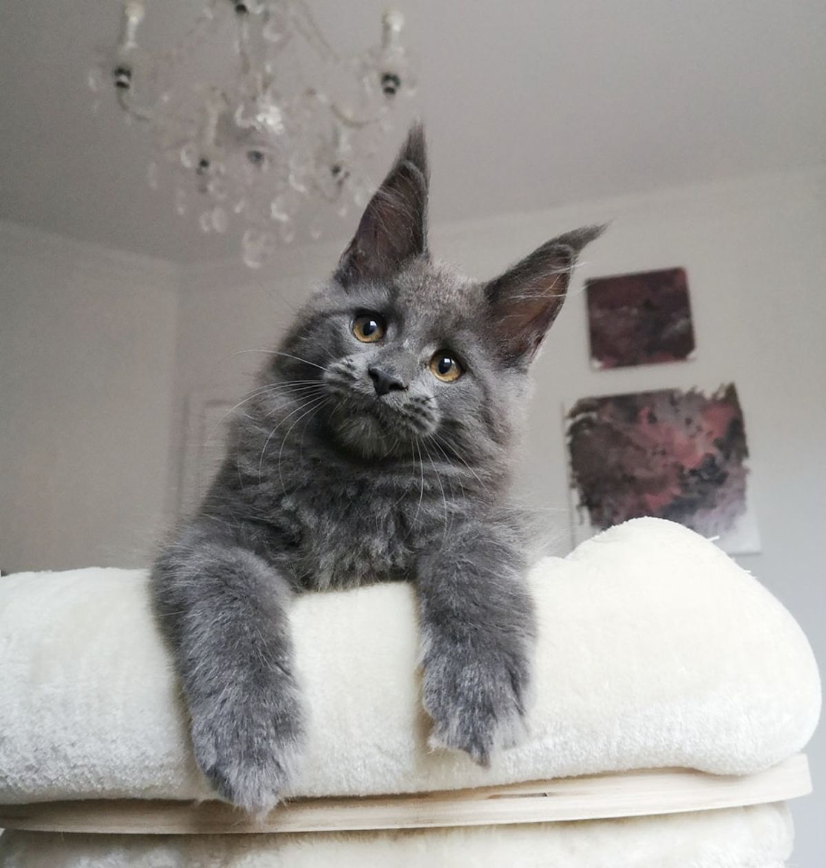 A gray maine coon kitten lying on a cat bed with paws out.