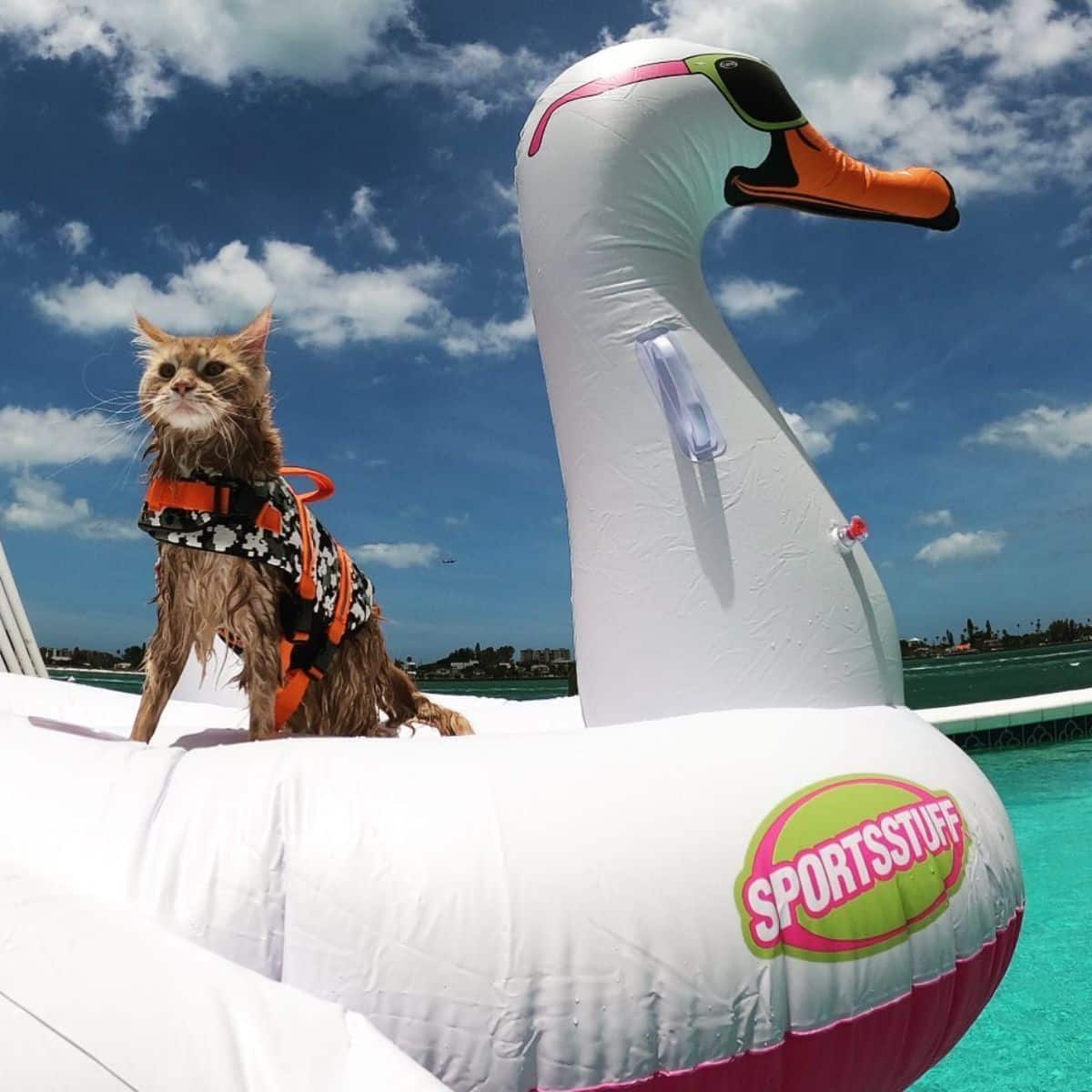 A ginger maine coon with a harness sitting on a floaty swan.