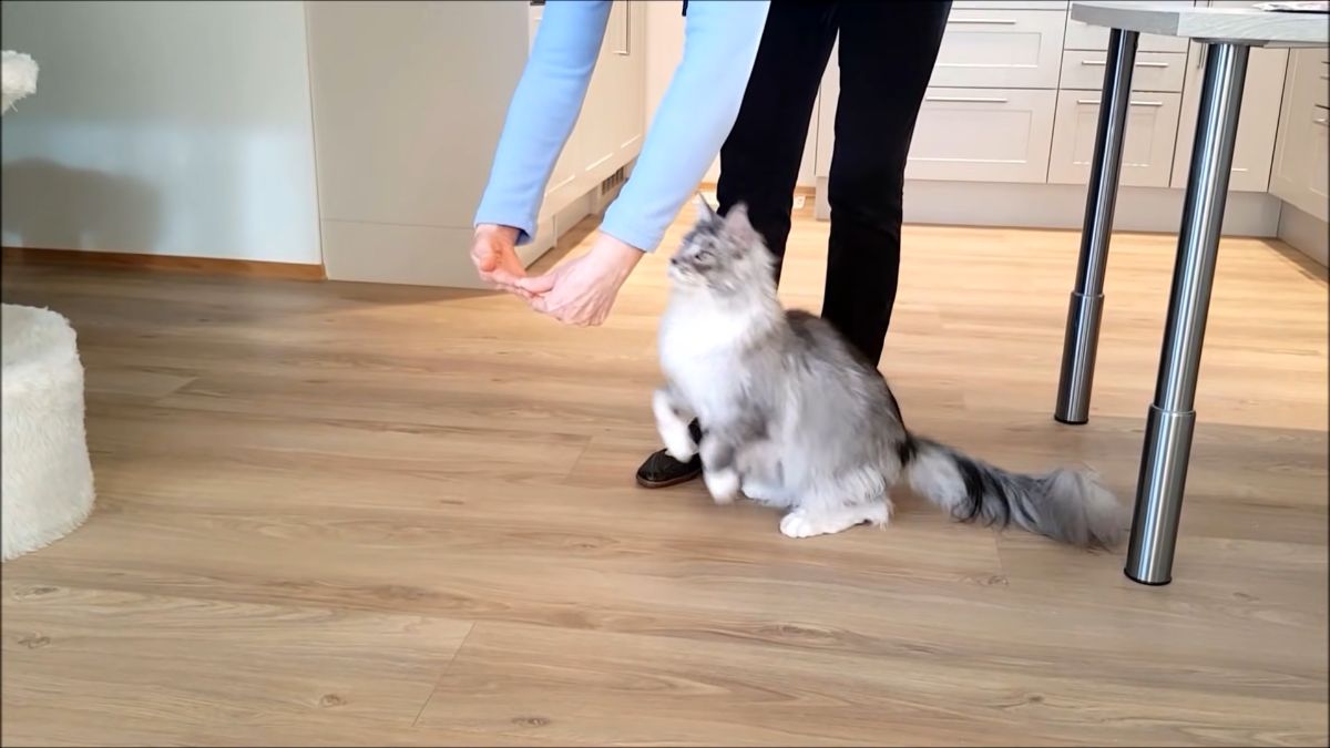 Felix maine coon jump through arm hoop trick.