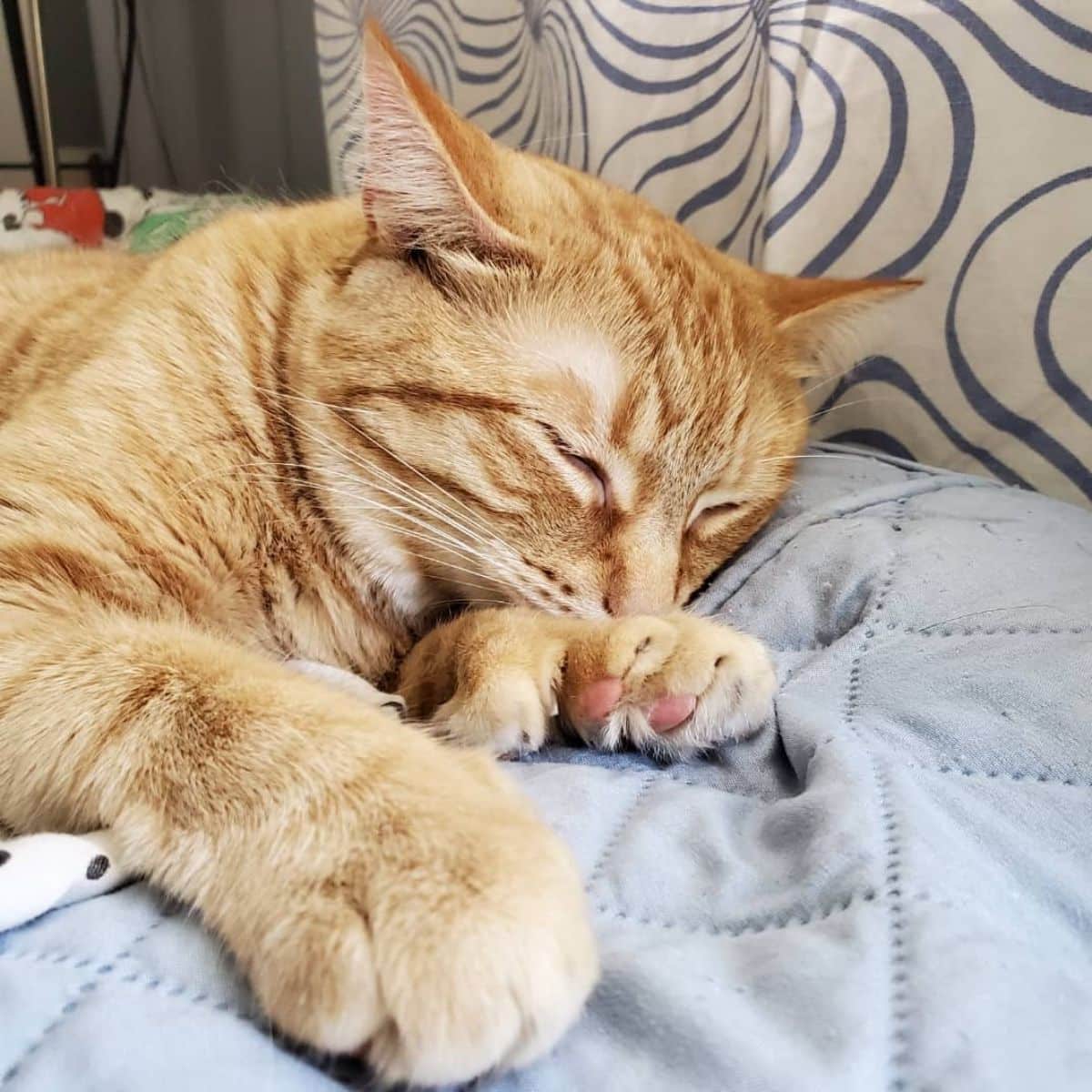 A gigner maine coon with Polydactyl paws lying on a bed.