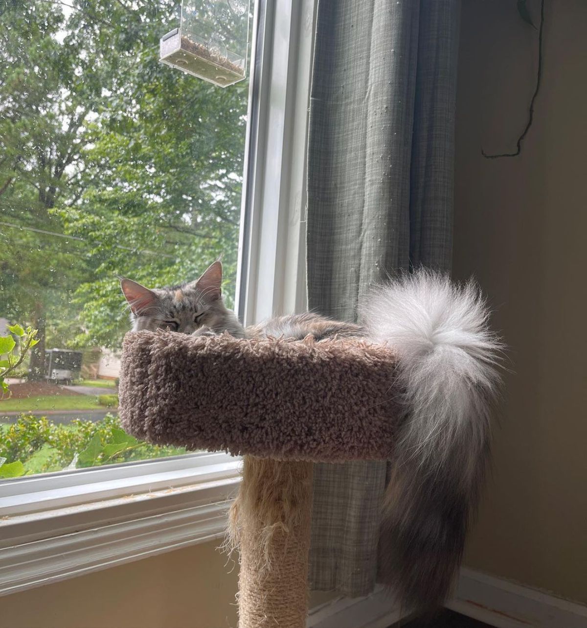 An adorable maine coon lying on a cat tree near a window with a tail hanging out.