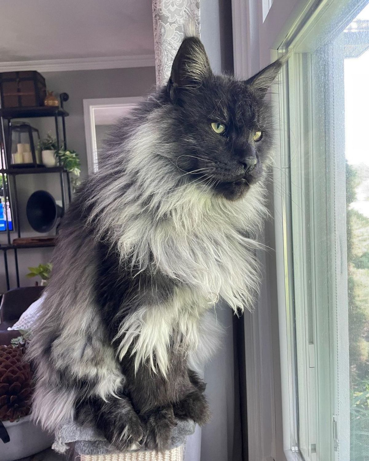 A black-gray maine coon sitting on a cat tree looking through a window.