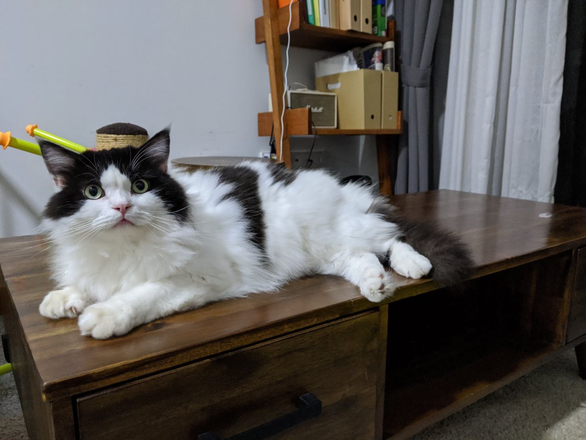 A fluffy tuxedo Ragamuffin cat lying on a coffe table.