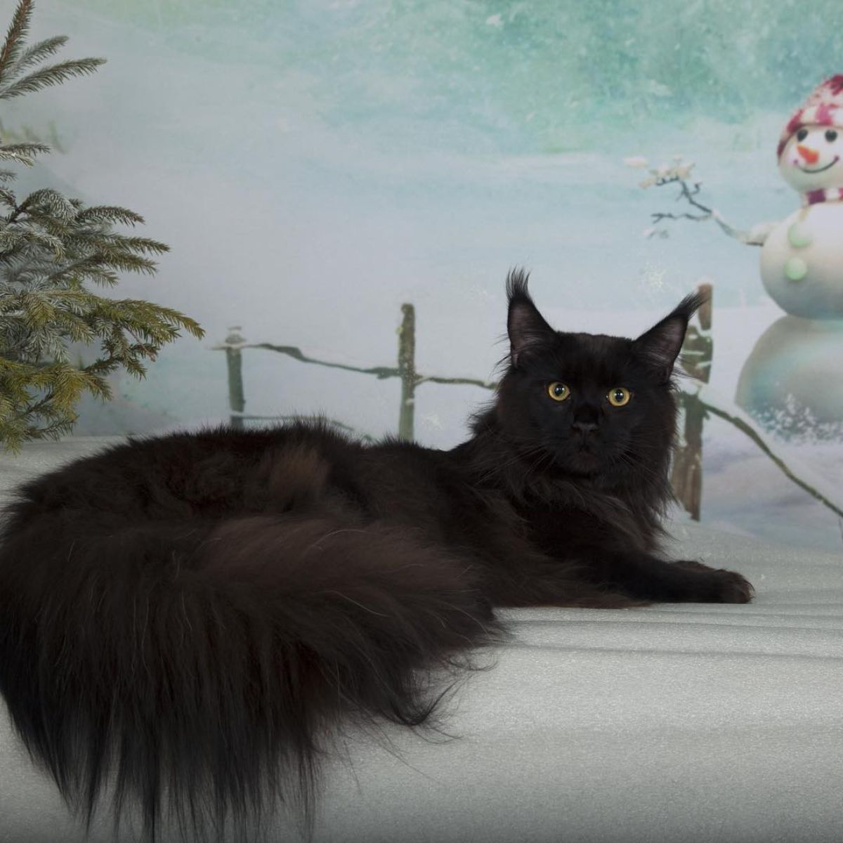 A beautiful black maine coon with yellow eyes lying on a bed.