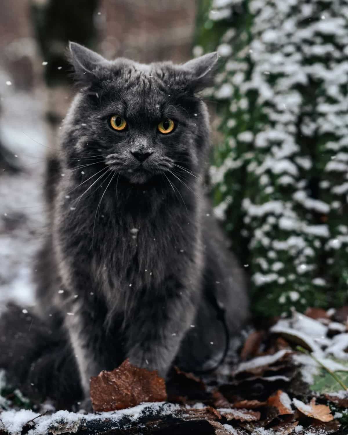 An adorable black maine coon sitting on a ground while snowing.