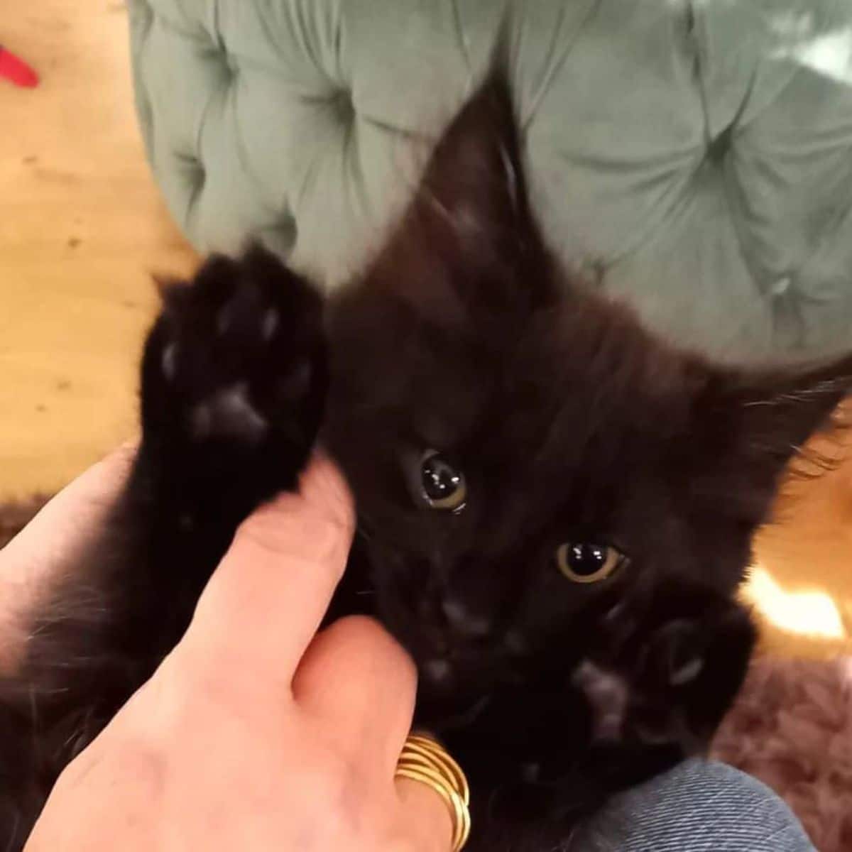 An adorable black maine coon kitten playing with a human.