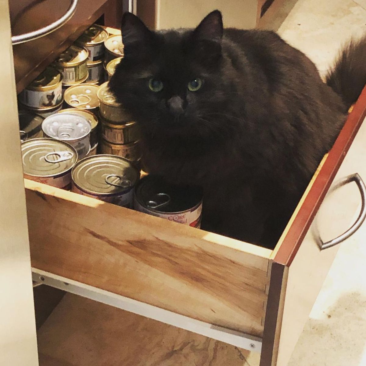 An adorable black maine coon kitten sitting in a drawer full of cans.