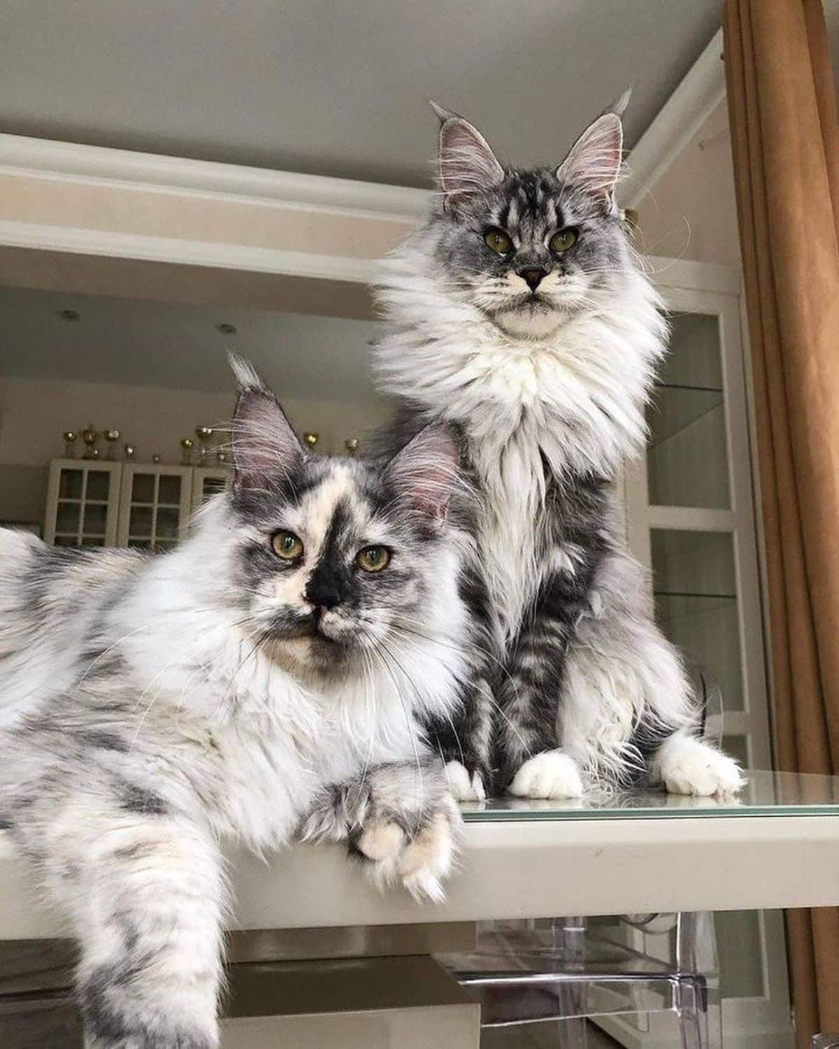 Two beautiful black smoke maine coons sitting and lying on a glass table.