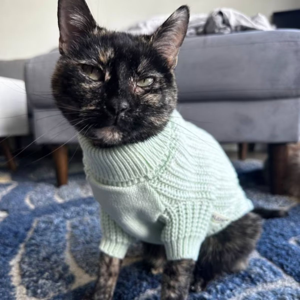 A cat wearing a knitted sweater.