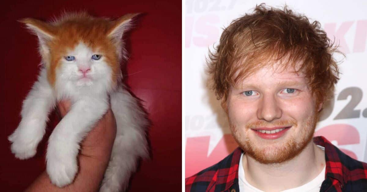 Image of adorable maine coon kiiten and image of Ed Sheeran.