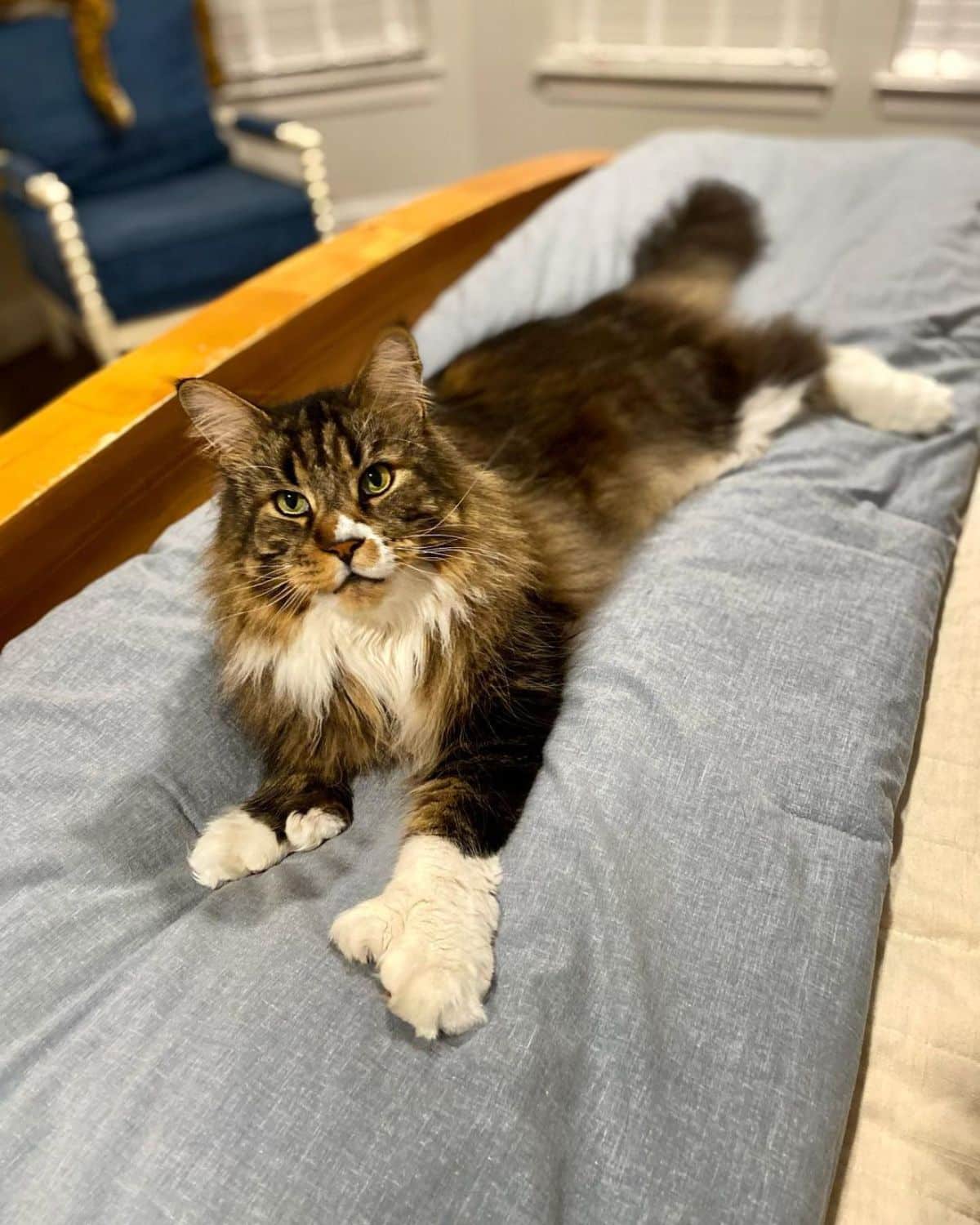 An adorable tabby maine coon with extra toes lying on a blanket.