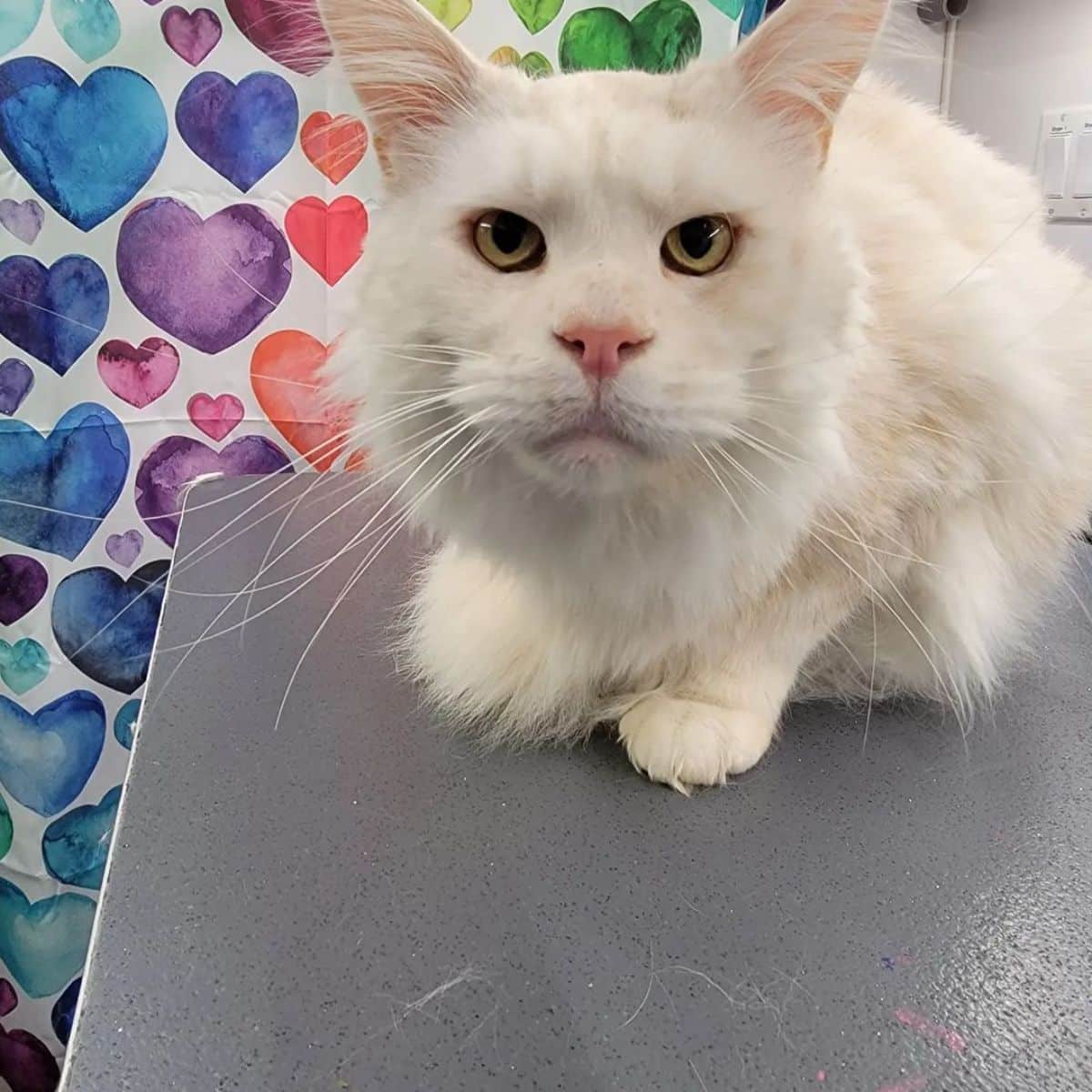 A cream maine coon sitting on a gray table loooking into a camera.