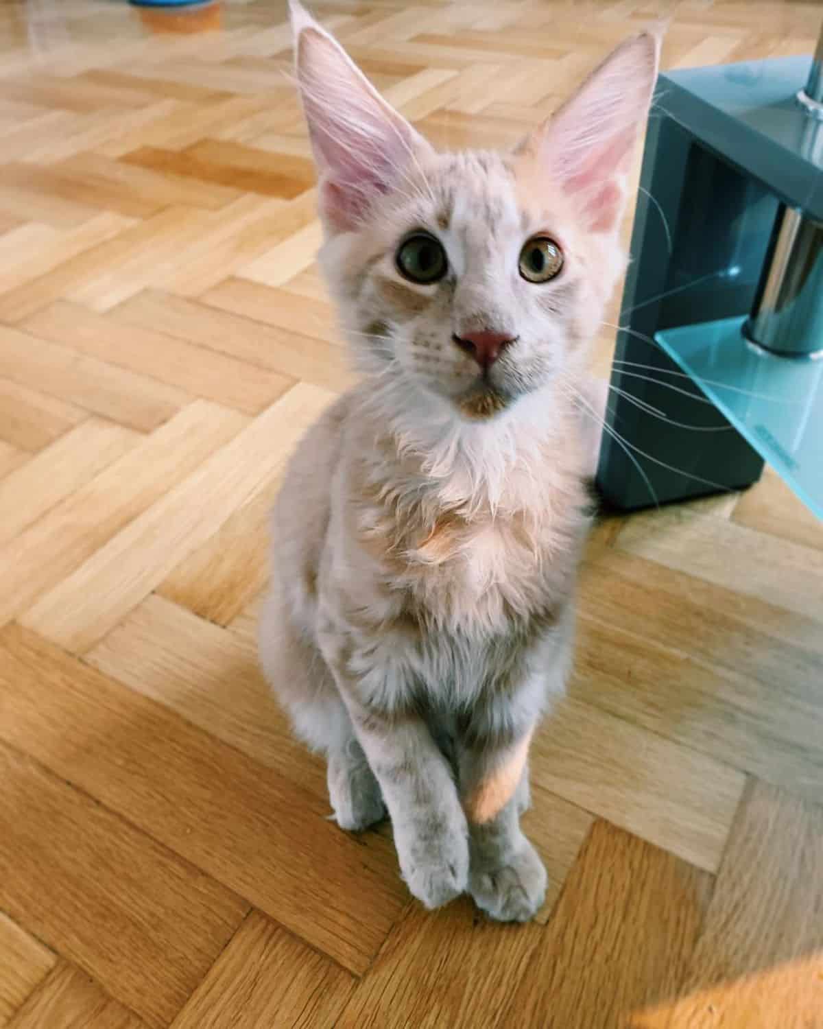 An adorable ginger maine coon kitten sitting on a floor.