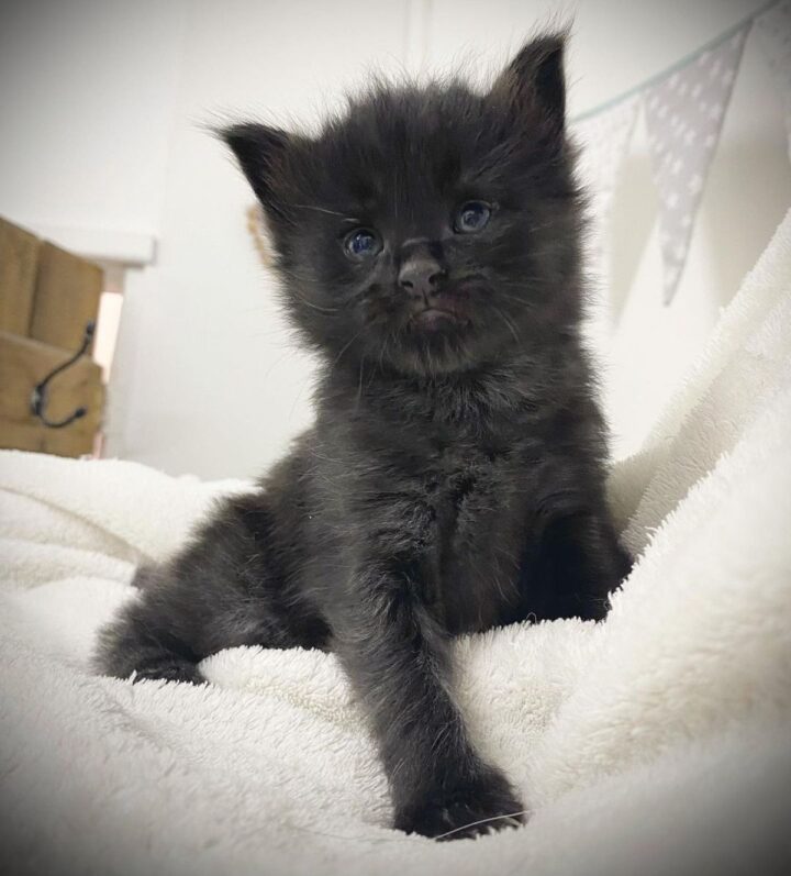 7 Photos With Maine Coons That Got Lighter With Age - MaineCoon.org