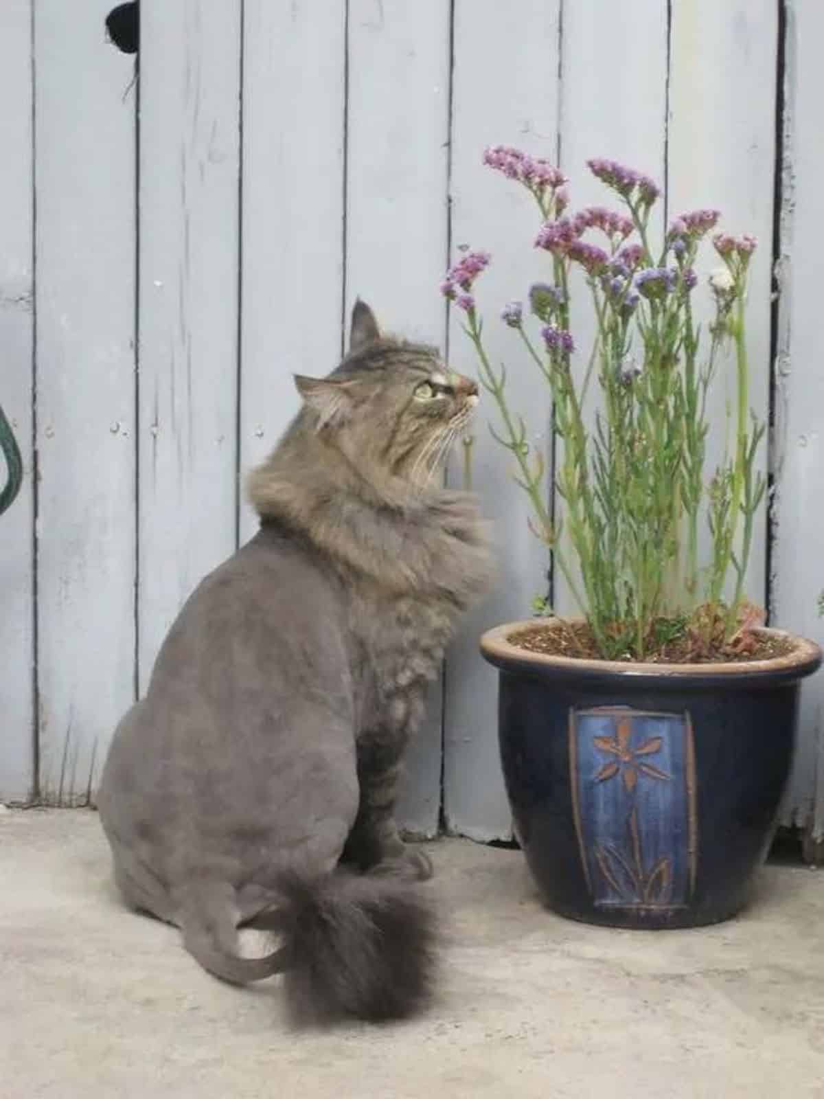 A gray maine coon with a lion cut sitting next to a plant in a pot.