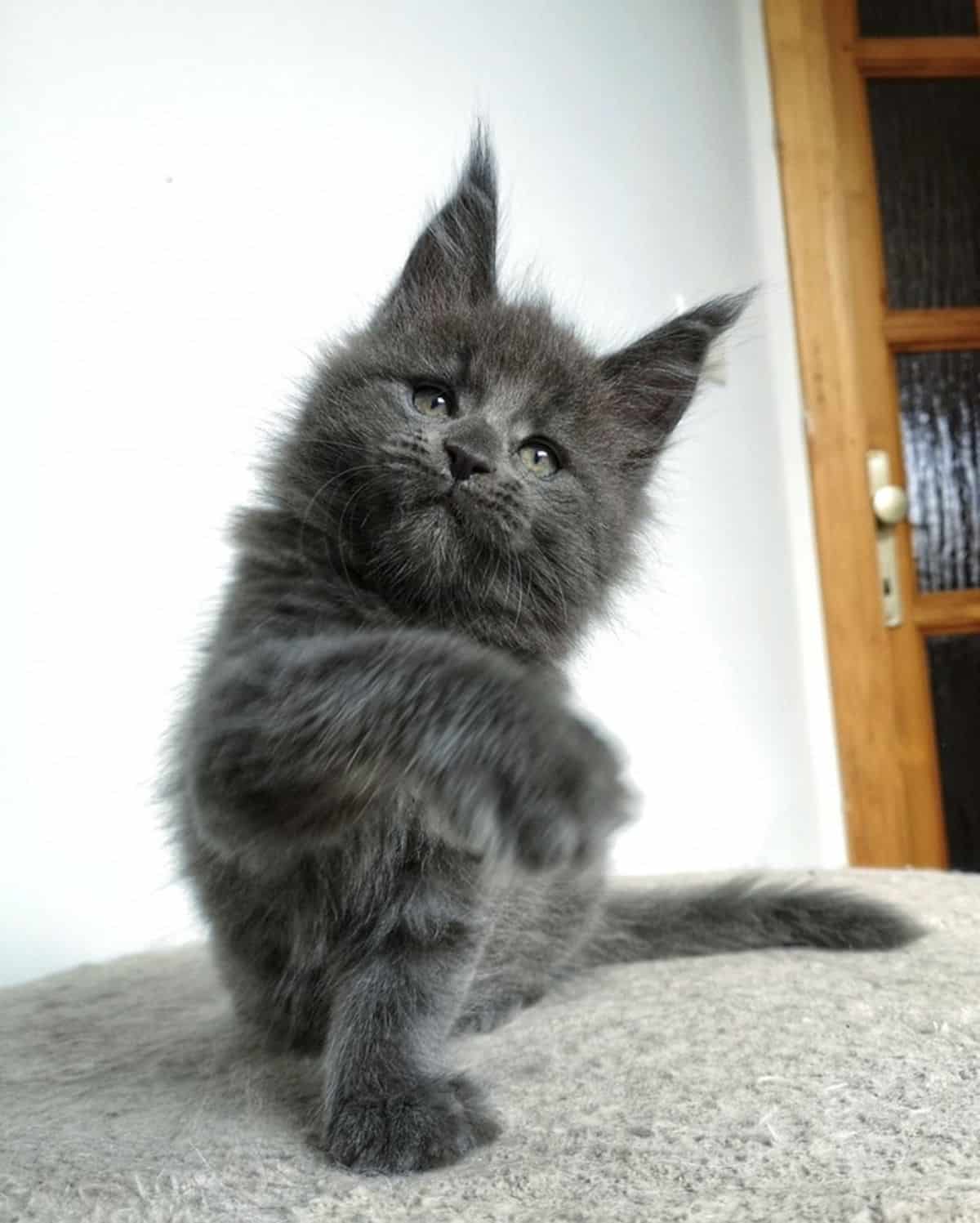 An adorable black maine coon kitten with a paw in the air sitting on a gray cat bed.