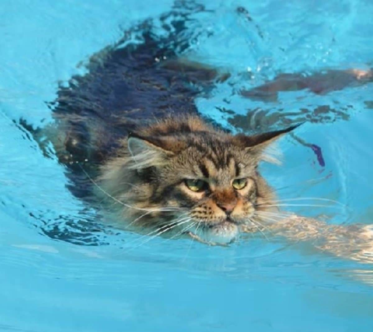 A tabby maine coon swimming in a pool.