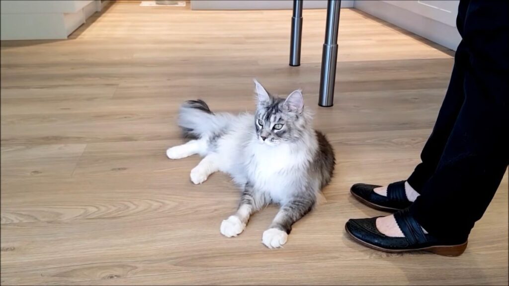 This Cute Maine Coon Cat Is Showing 8 Tricks