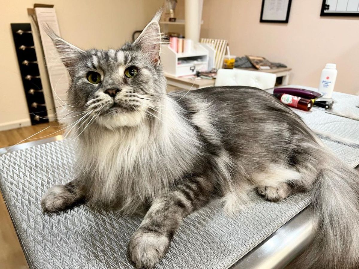A fluffy gray maine coon at vet checkup.