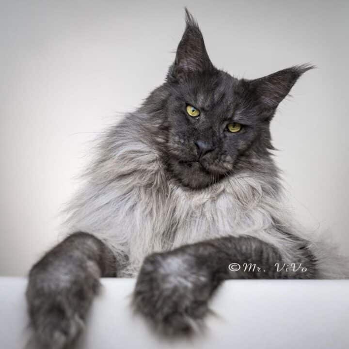 11 Majestic Maine Coons That Are Fully Grown - MaineCoon.org