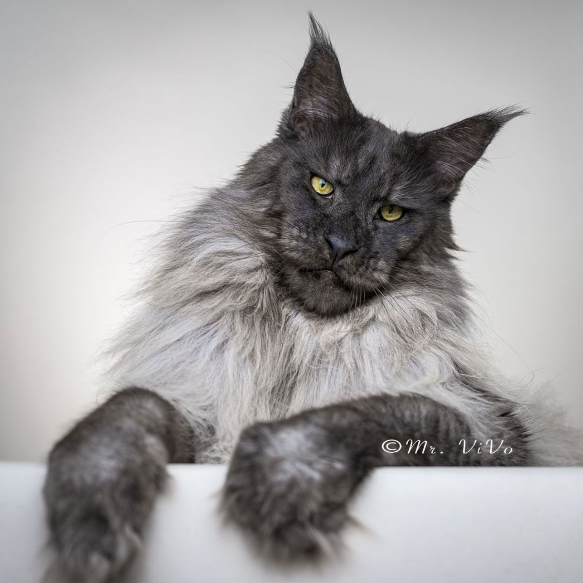 A beautiful gray maine coon with a neck ruff  on a gray background-