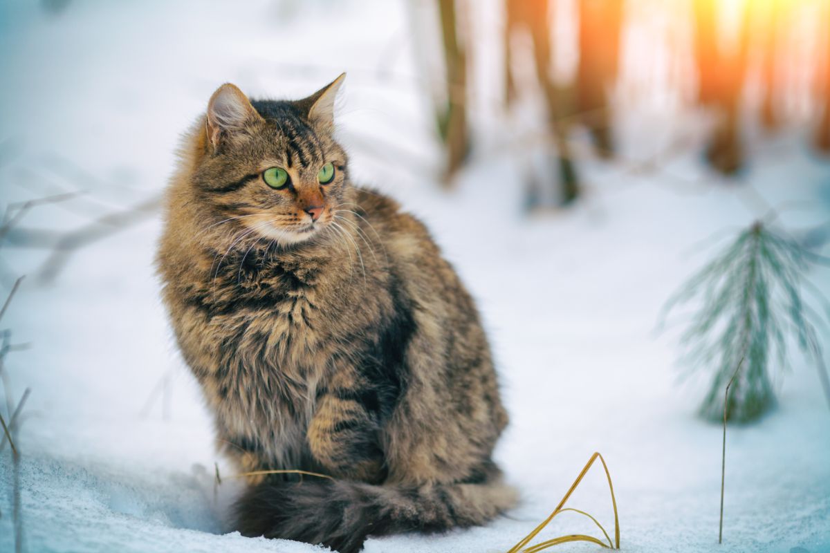 A beautiful tabby Siberian cat with green eyes sitting on the snow.