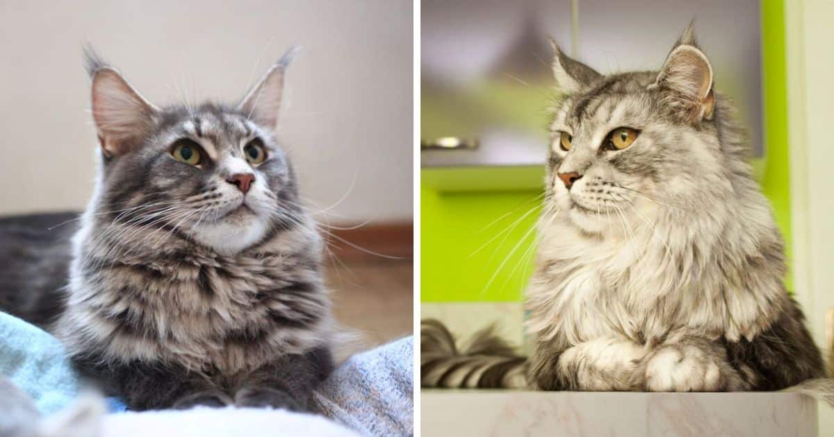 7 Best Air Fresheners for Cats (Safe & Fresh)