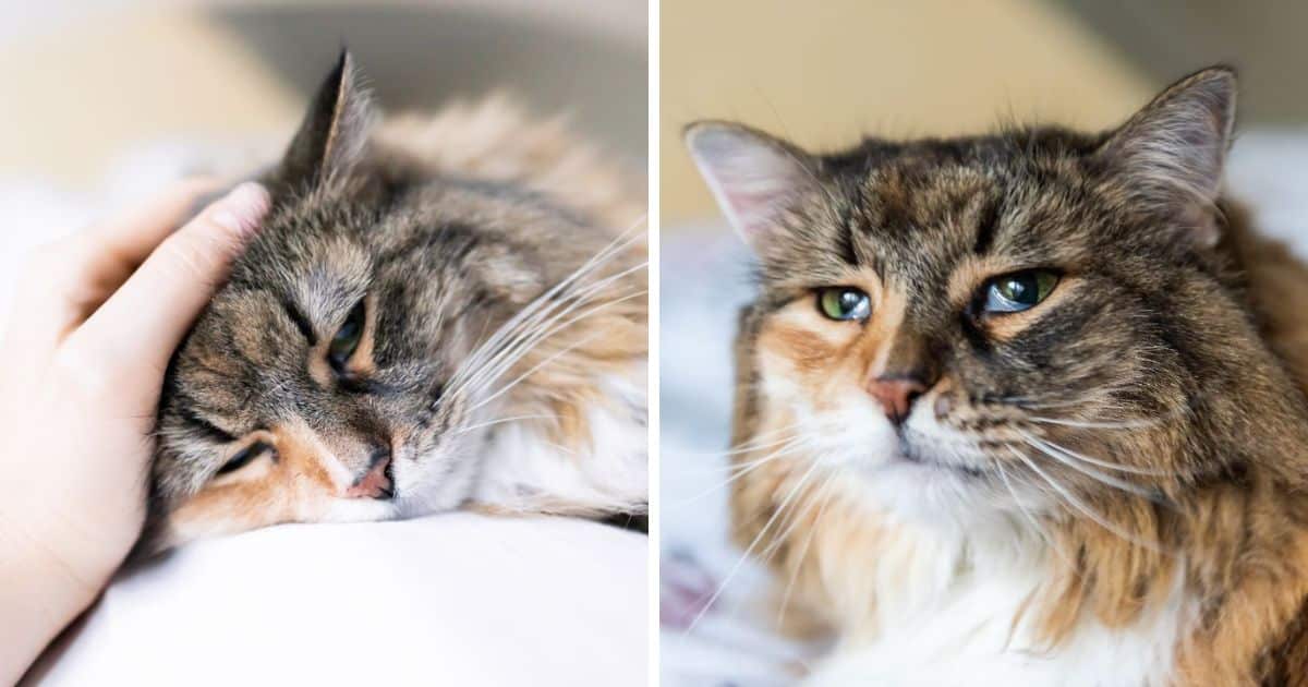 7 Best Foods For Cats With IBD (Soothing & Healthy)