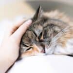 A hand petting a sad-looking maine coon lying on a pillow.