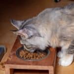 A tabby maine coon eating a dry cat food from a raised bowl.