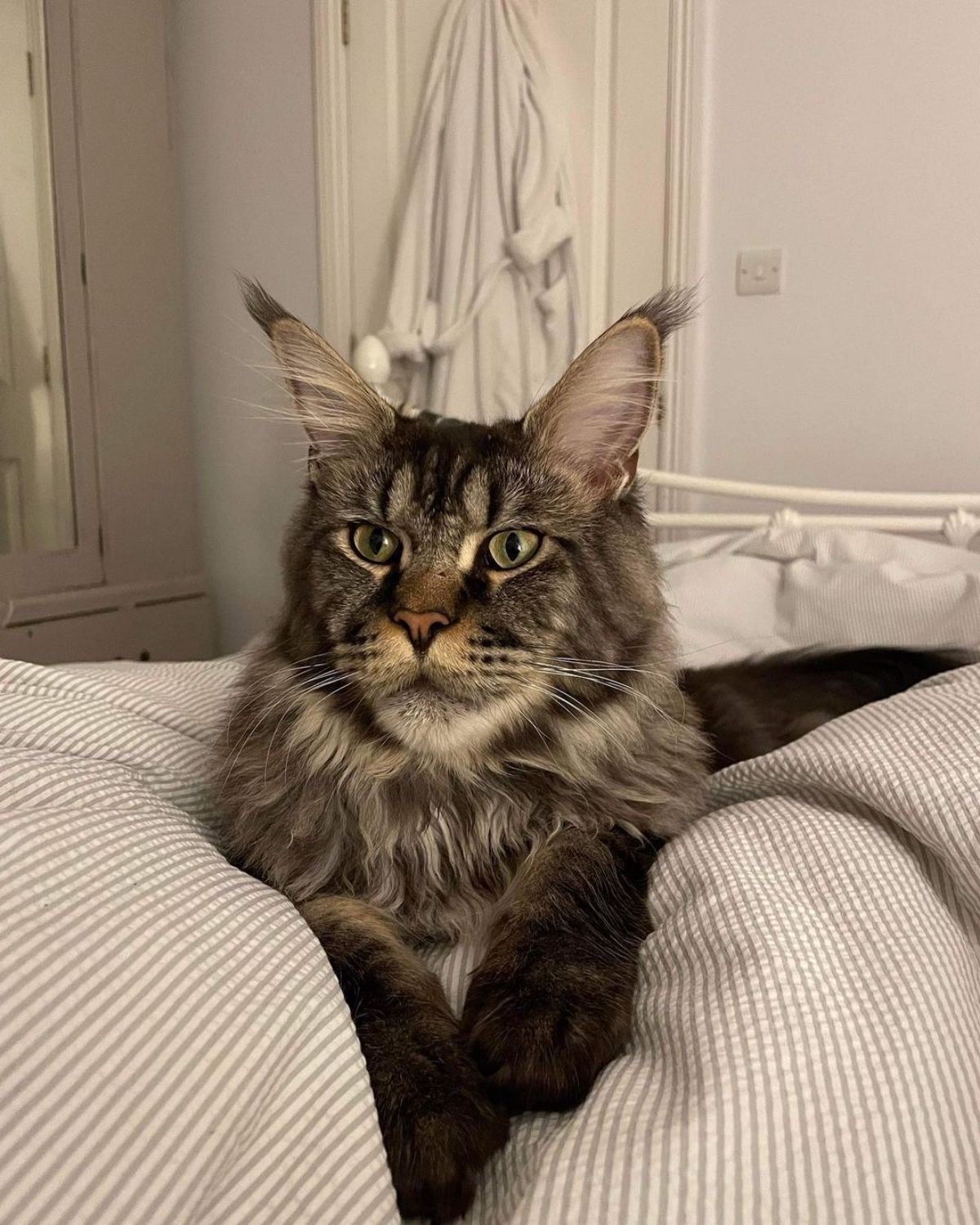 A beautiful tabby maine coon lying on a bed.