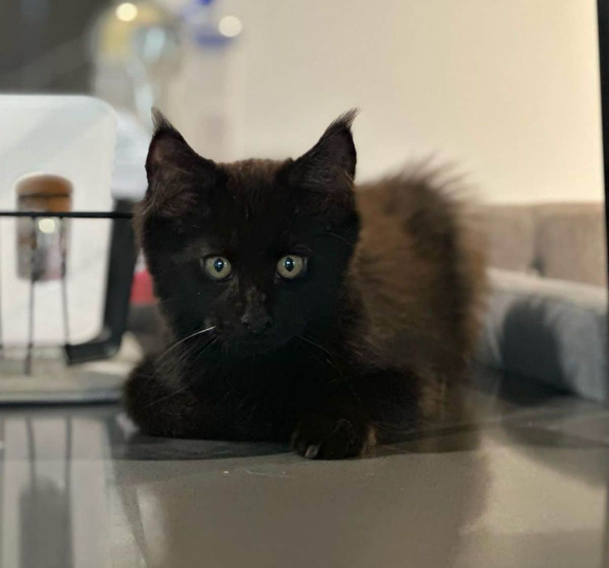 An adorable black maine coon kitten lying on a glass table.