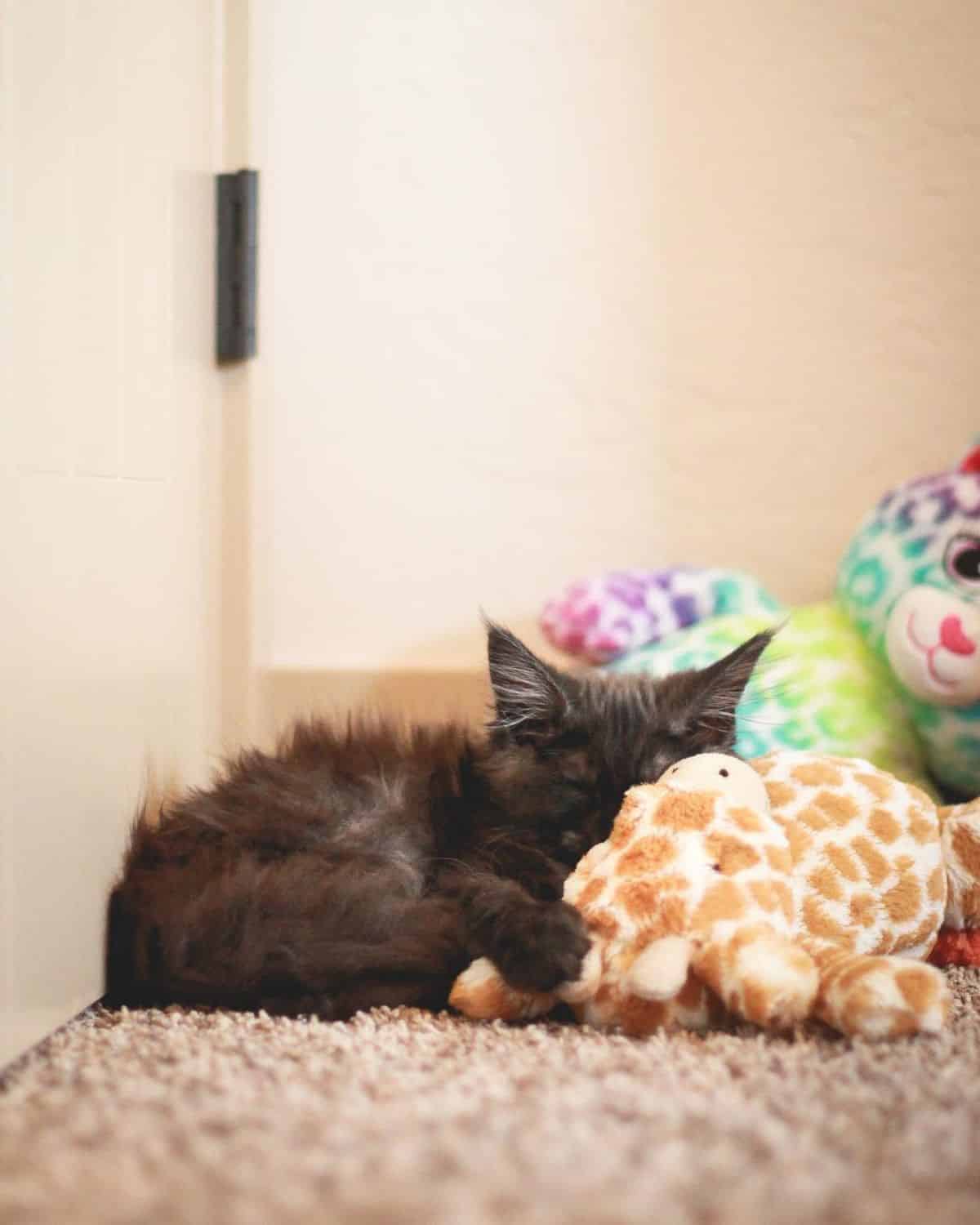 A cute black maine coon kitten sleeping on a stuffed toy.