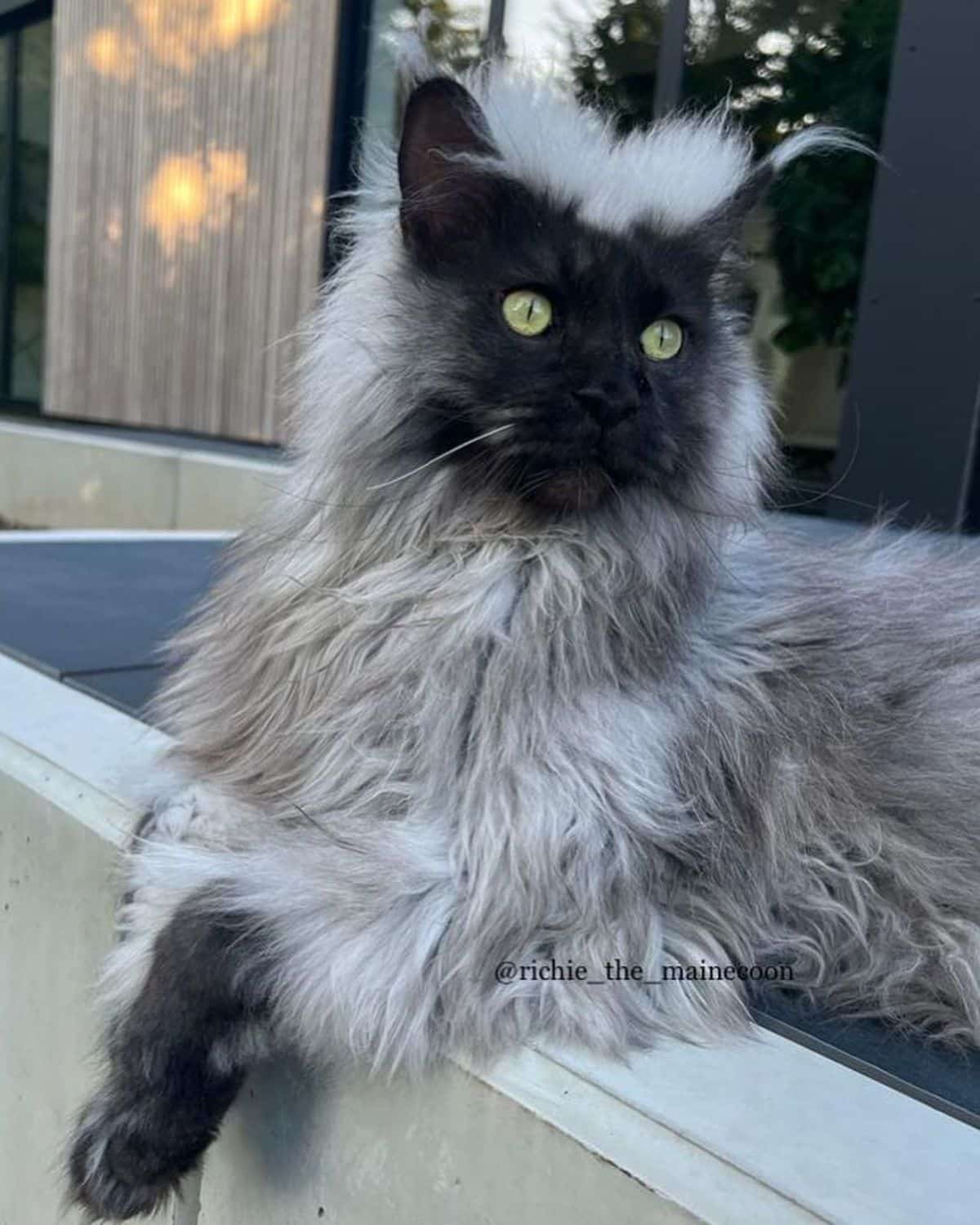 A beautiful fluffy black smoke maine coon lying on a patio.