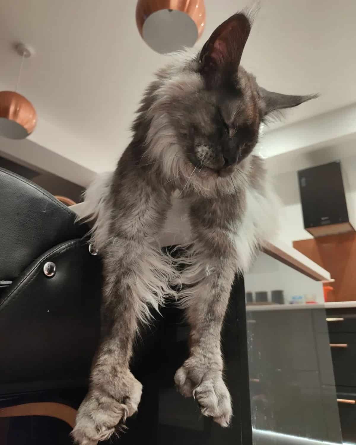 An adorable silver maine coon with extra toes lying on a leather chair.