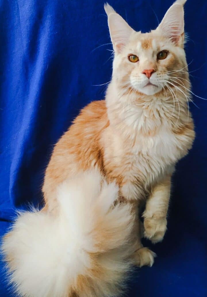 17 Majestic Flame Point Maine Coon Cats