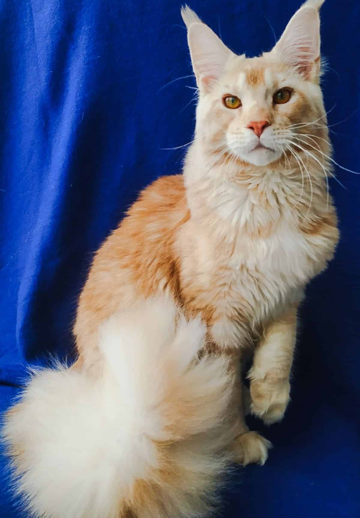 A cream tall maine coon sitting on a blue blanket.