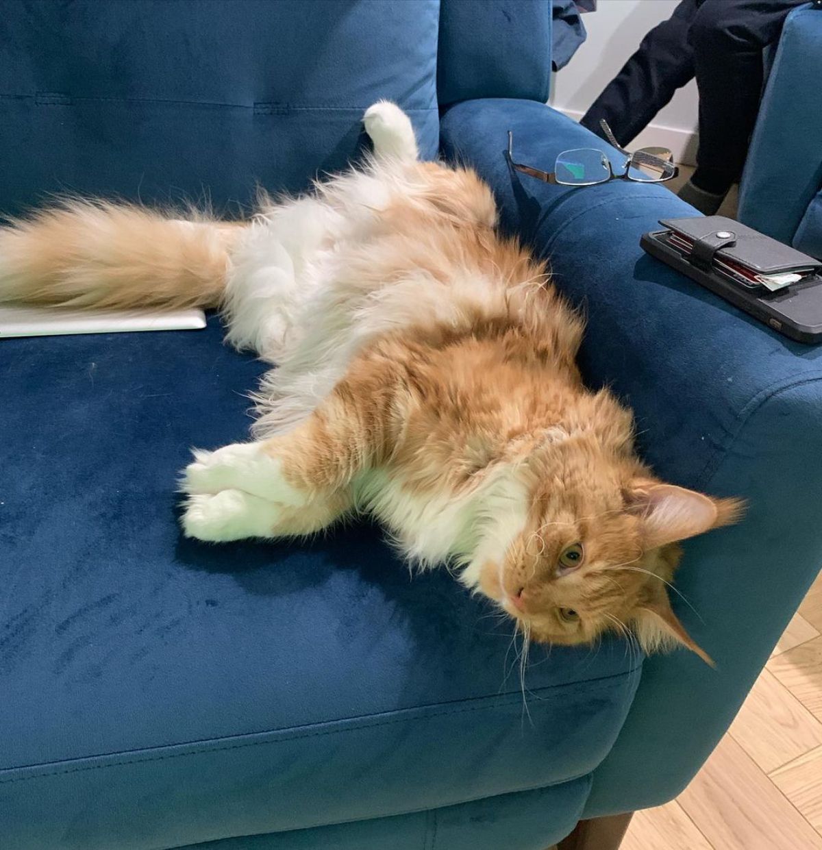 A fluffy ginger maine coon kitten lying on a blue couch.