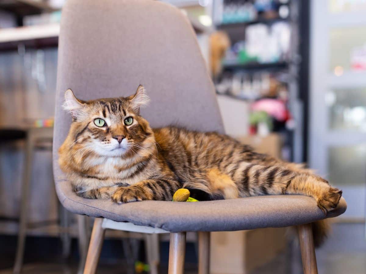 An adorable tabby Highlander cat lying on a chair.