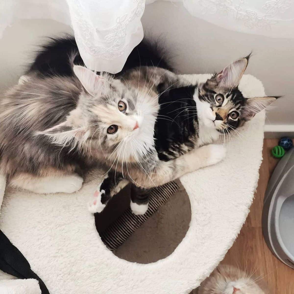 Two adorable gray maine coon kittens playong on a cat tree.