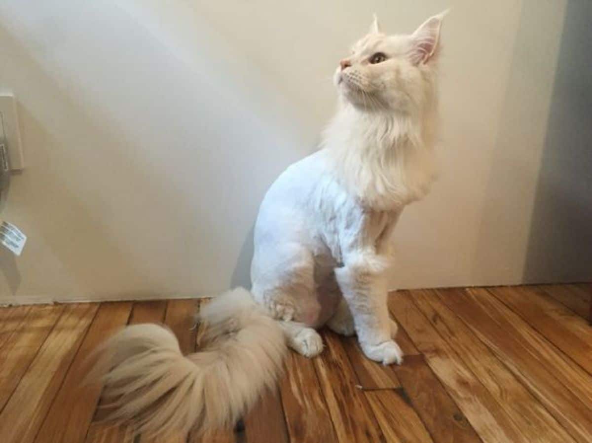 A white maine coon with a lion cut sitting on a floor.