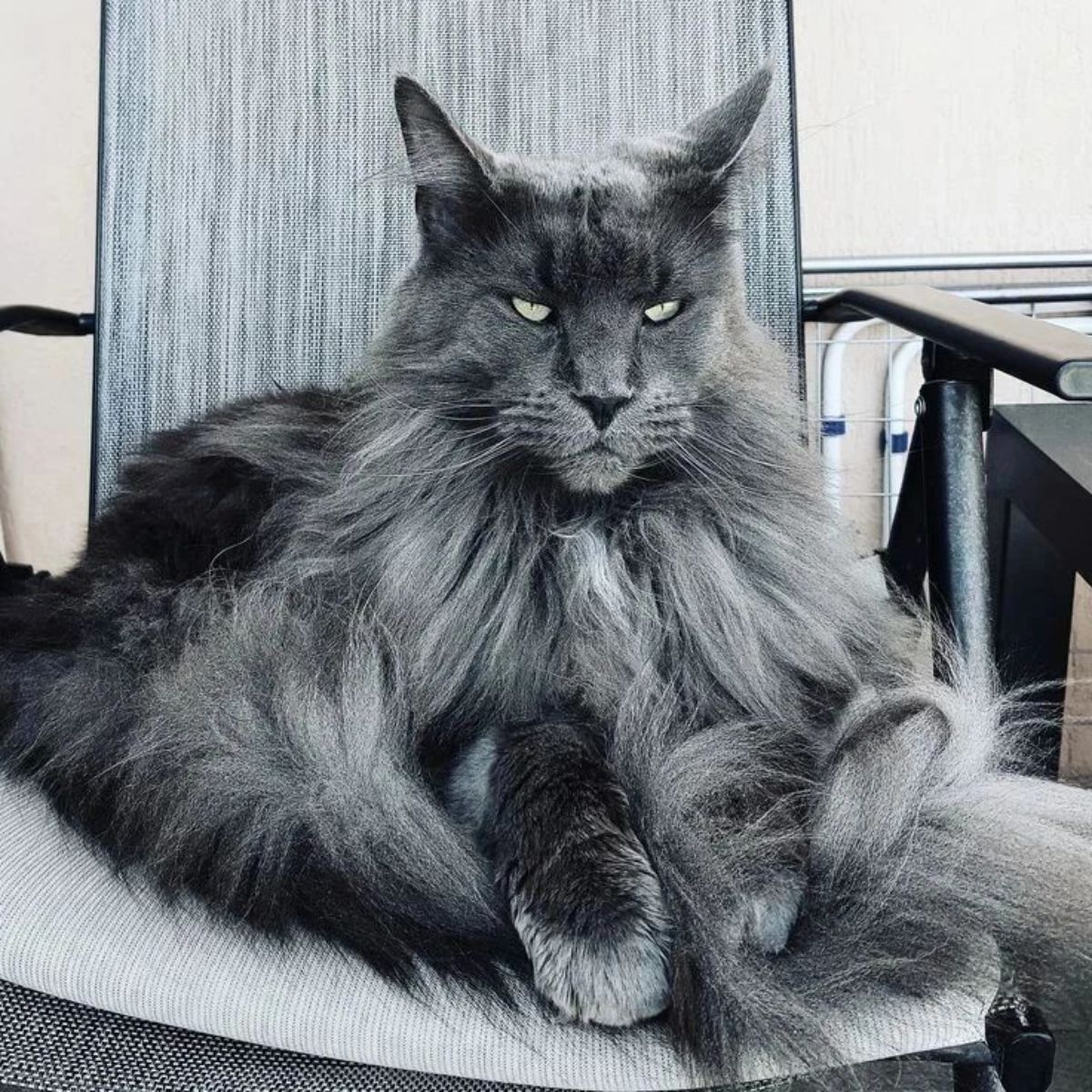 A beautiful long-haired maine coon sitting on a chair.