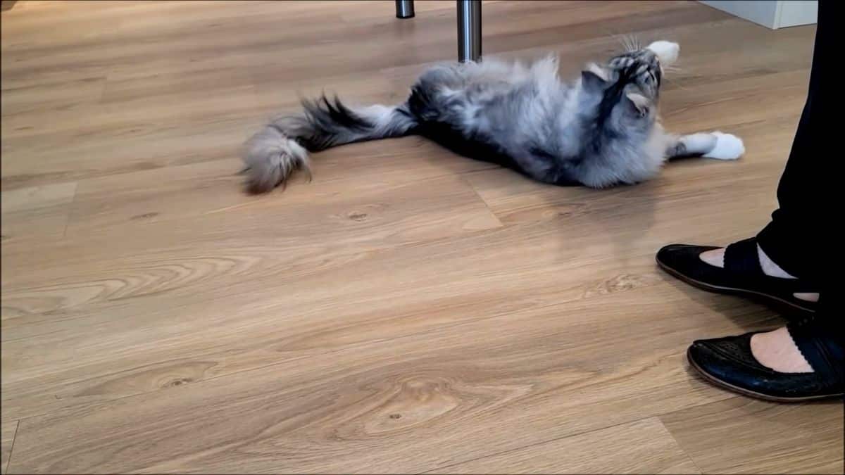 Felix maine coon roll over trick.