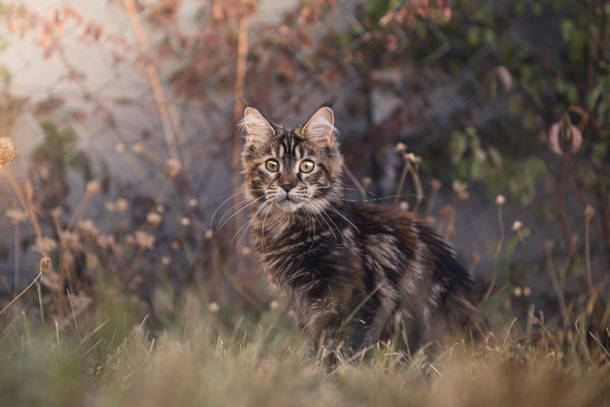 A tabby maine coon kitten on a meadow.